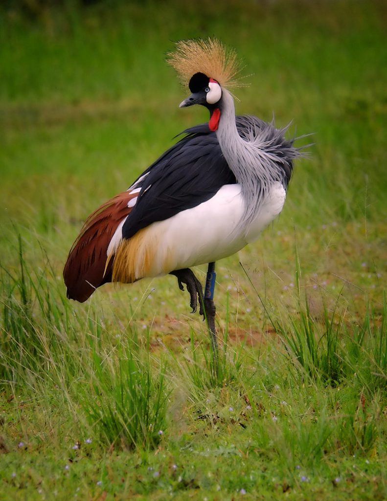 Grey Crowned Crane - Richard Krieger